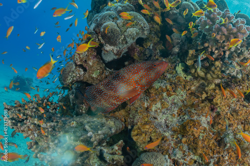 Fototapeta Naklejka Na Ścianę i Meble -  Fish swim in the Red Sea, colorful fish, Eilat Israel
