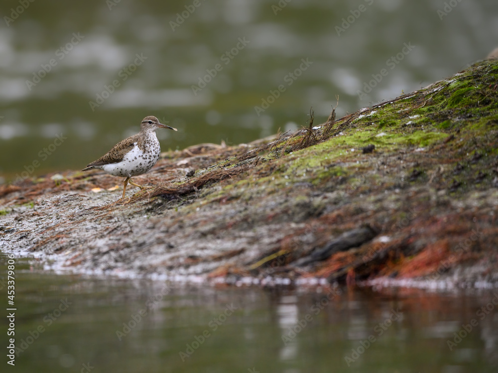Spotted Sandpiper Foraging on the pond with Green Water Spotted Sandpiper Foraging on the pond with Green Water