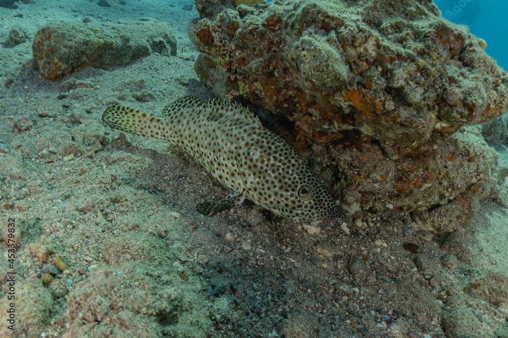 Fish swim in the Red Sea, colorful fish, Eilat Israel
Fish swim in the Red Sea, colorful fish, Eilat Israel