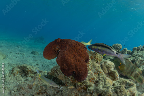 Octopus king of camouflage in the Red Sea, Eilat Israel 
