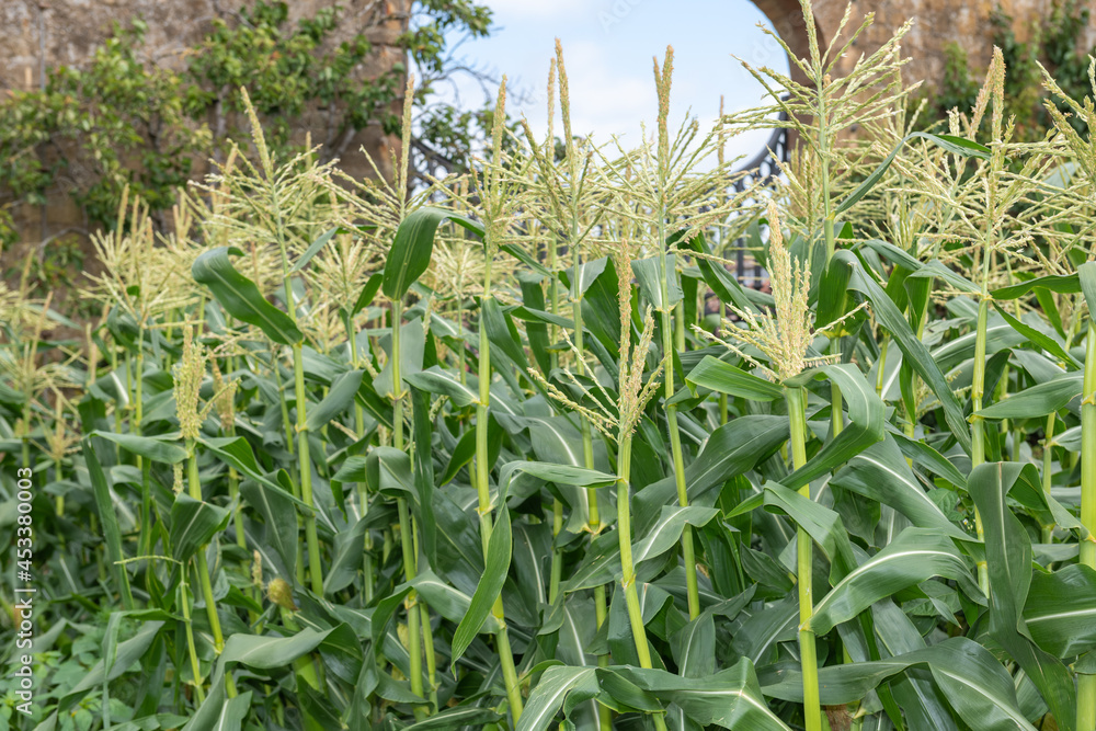 Close up of rows of maize in a walled garden Close up of rows of maize in a walled garden