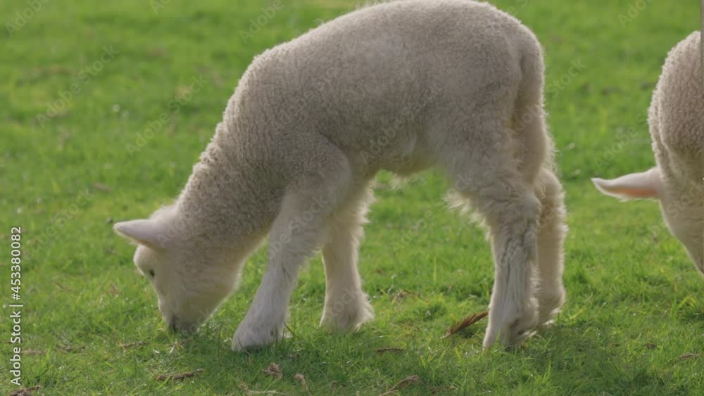 Spring lambs grazing in the paddock, Ambury farm, Auckland