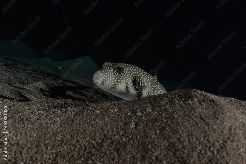 Obraz premium Fish swim in the Red Sea, colorful fish, Eilat Israel 
