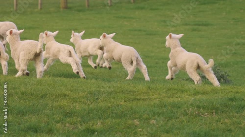 Playful flock of lambs running in the field, Ambury farm, Auckland photo