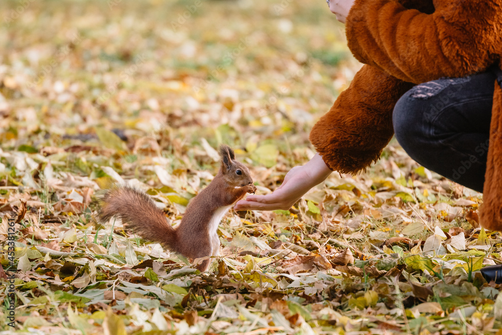 Obraz premium Fluffy adorable squirrel with orange fur in autumnal public park. Cute rodent is looking nuts or seeds into girl palm. Close up, selective focus. Wildlife in autumn forest. Sciurus vulgaris.