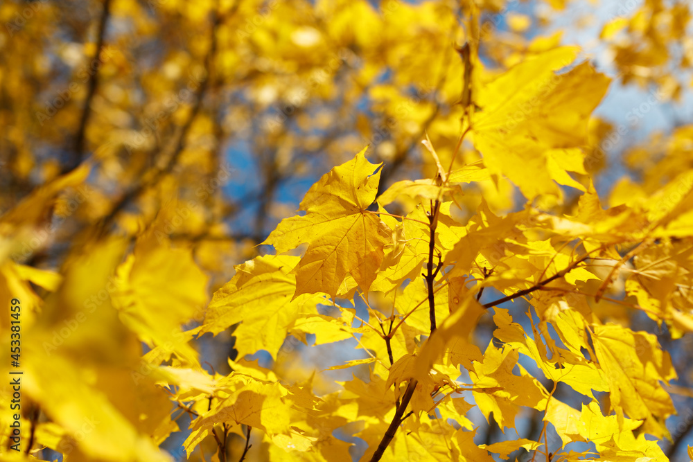 Bright yellow maple leaves on branch. Blue sky on background. Symbol of Canada. Autumnal landscape. Change of season concept. Selective focus. Close up. Bright yellow maple leaves on branch. Blue sky on background. Symbol of Canada. Autumnal landscape. Change of season concept. Selective focus. Close up.