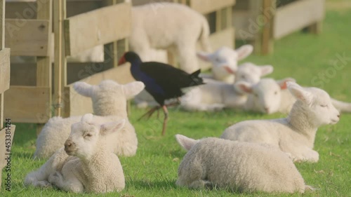 Cute spring lambs at rest by the pen, Ambury farm, Auckland photo