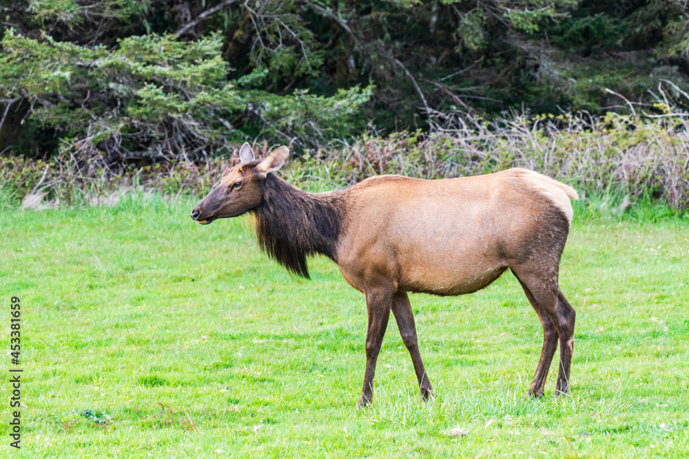 Roosevelt Elk in Ecola State Park on the Oregon coast. Roosevelt Elk in Ecola State Park on the Oregon coast.