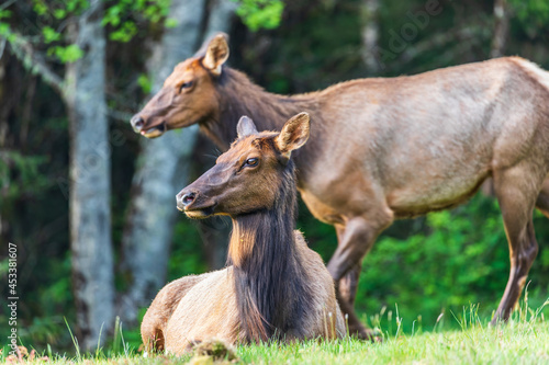 Fototapeta Naklejka Na Ścianę i Meble -  Roosevelt Elk in Ecola State Park on the Oregon coast.