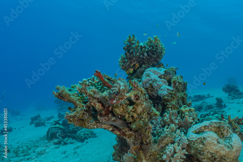 Fototapeta Naklejka Na Ścianę i Meble -  Coral reef and water plants in the Red Sea, Eilat Israel
