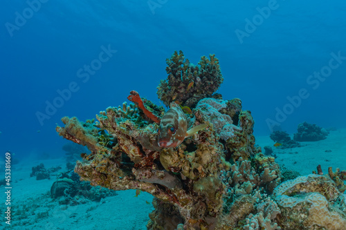 Coral reef and water plants in the Red Sea, Eilat Israel 