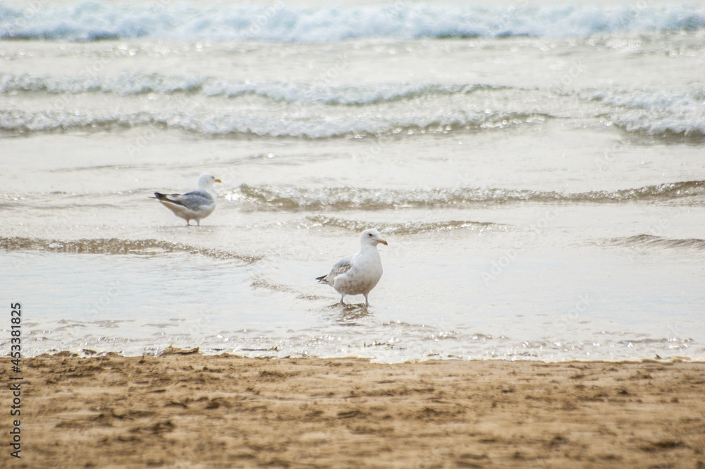 Seagulls on Woolacombe beach in Devon Seagulls on Woolacombe beach in Devon