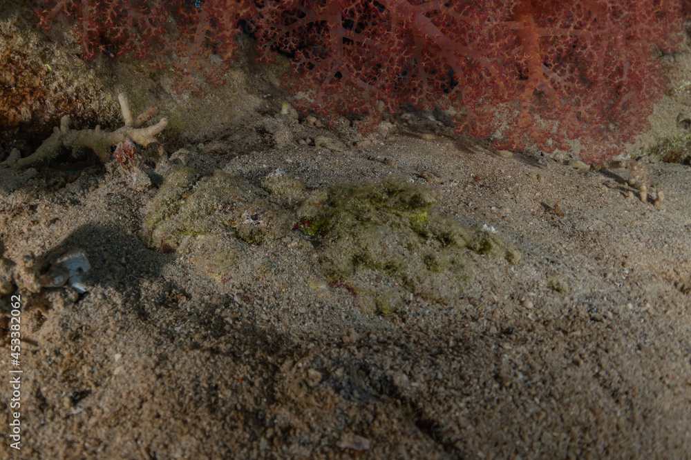 Fish swim in the Red Sea, colorful fish, Eilat Israel
Fish swim in the Red Sea, colorful fish, Eilat Israel