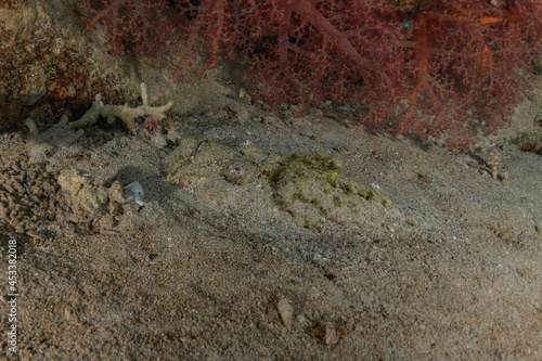 Fish swim in the Red Sea  colorful fish  Eilat Israel 