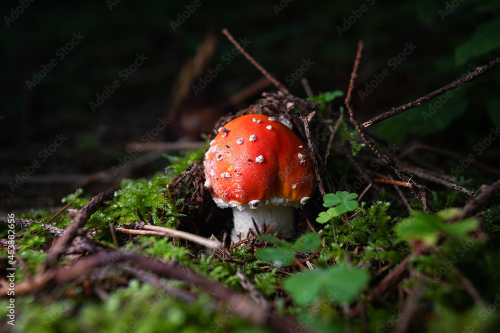 Amanita poisonous mushroom side view close-up. Shallow depth of field Amanita poisonous mushroom side view close-up. Shallow depth of field