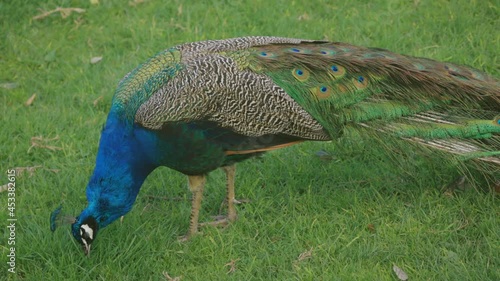 Close up shot of peacock walking on grass, Ambury farm, Auckland photo