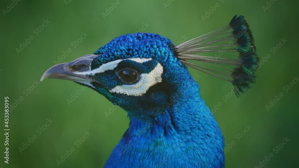 Detailed Close up portrait of a male peacock, Ambury farm, Auckland Detailed Close up portrait of a male peacock, Ambury farm, Auckland