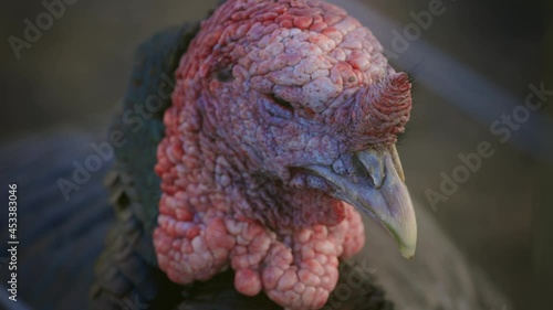 Detailed Close up shot of a turkey, Ambury farm, Auckland photo
