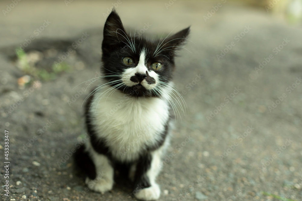 The kitten looks into the camera. Black-white kitten on the street. The kitten looks into the camera. Black-white kitten on the street.