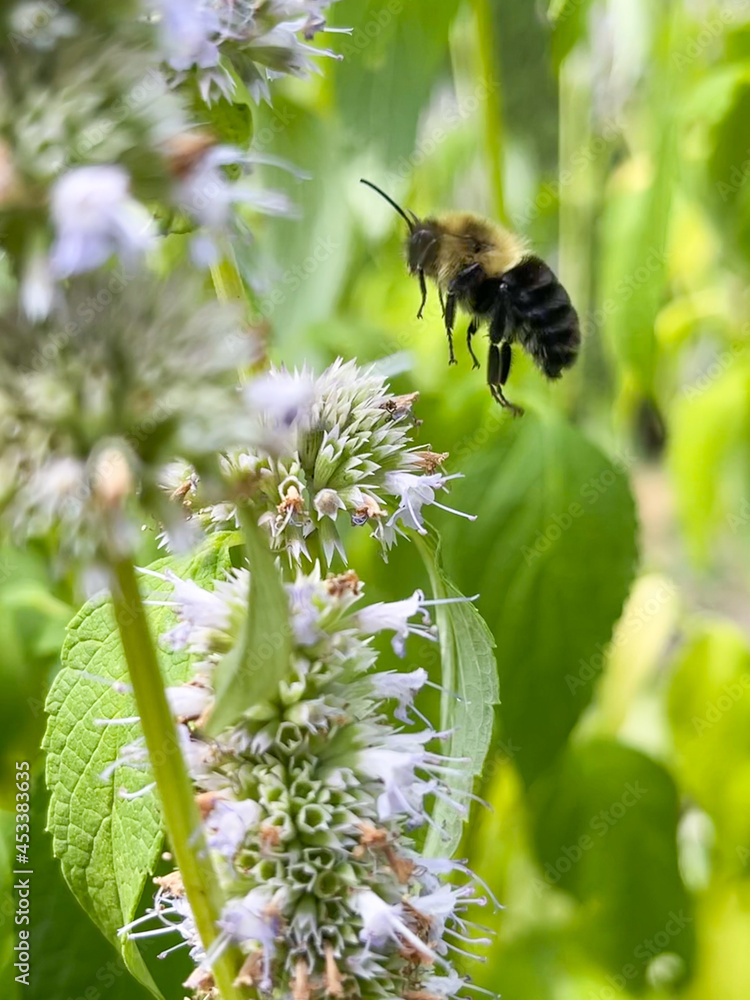 Honey bee coming in for a landing on a purple flower Honey bee coming in for a landing on a purple flower