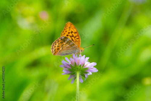 Silver-washed fritillary butterfly, also called Argynnis paphia or Kaisermantel