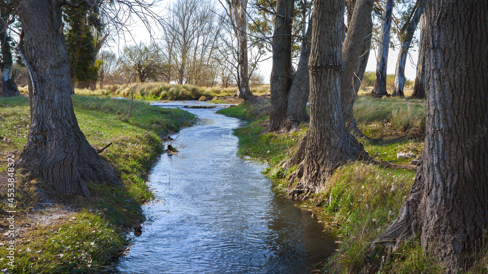 Obraz premium Peaceful landscape. River between trees