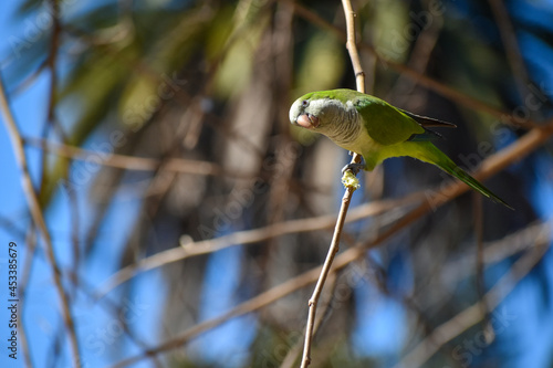 monk parakeet (myiopsitta monachus), or quaker parrot, cutting a branch