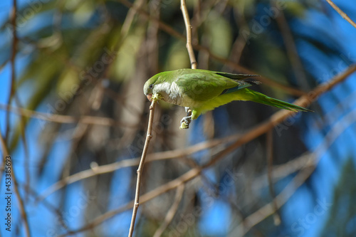 monk parakeet (myiopsitta monachus), or quaker parrot, cutting a branch