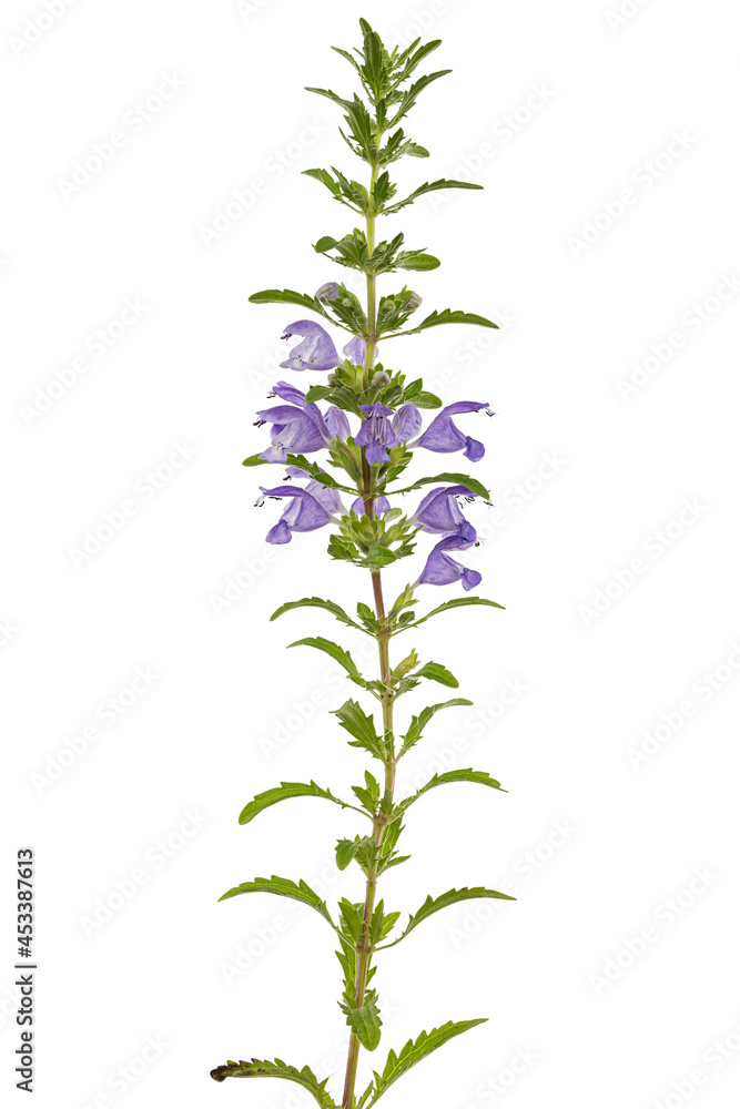 Fototapeta premium Flowering twig of Moldavian dragonhead, lat. Dracocephalum moldavica, isolated on white background