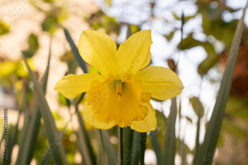 Floral. Closeup view of a daffodil flower of yellow petals, winter blooming in the garden.  photo