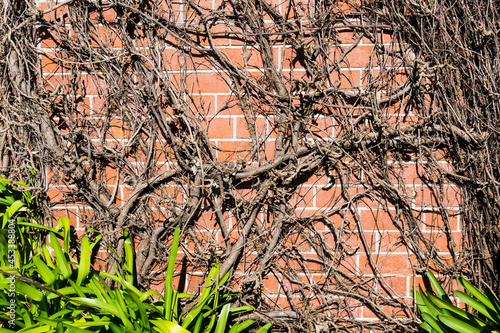 Overgrown wall © Matt Ruglys