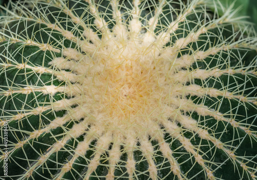 Close up of a golden barrel cactus or Echinocactus grusonii. Top view 