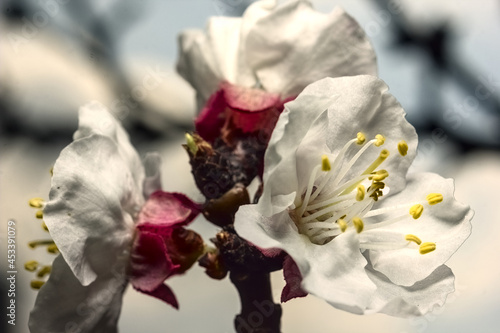 flor del damasco, boton de flor o florecida, petalos blancos rosados y filamentos amarillos