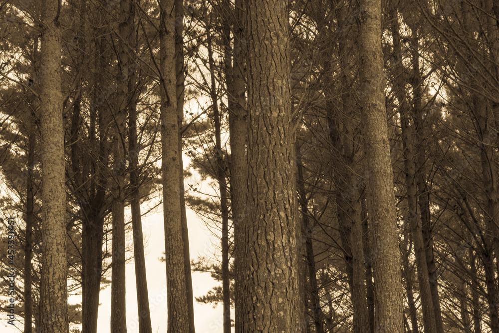 Fototapeta premium Pine forest Te Kopuru Northland