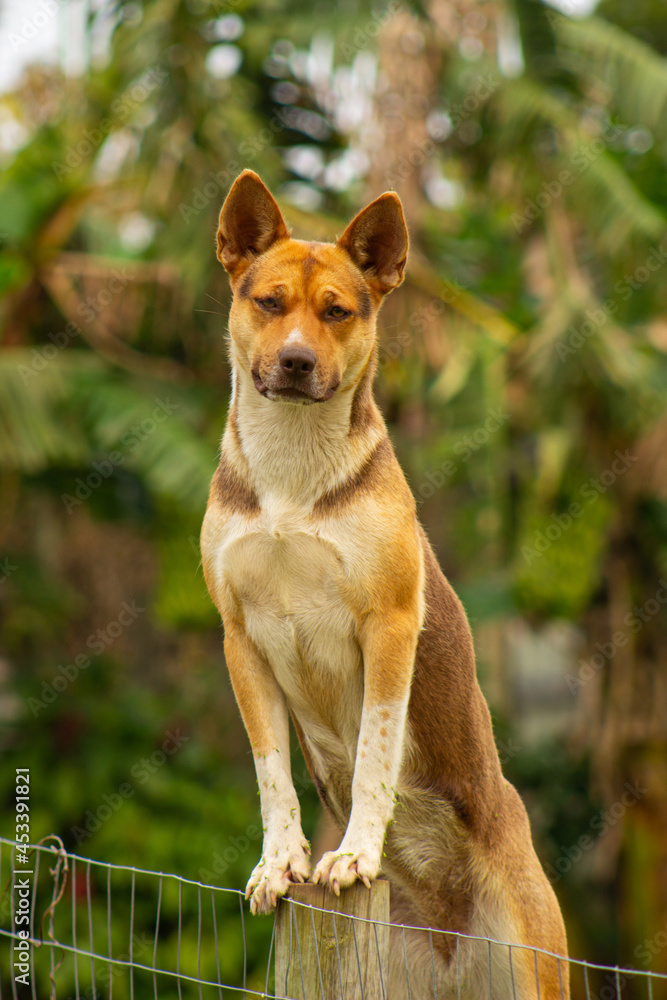 portrait of a dog