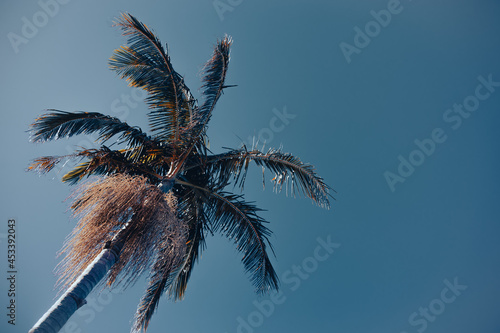 Bangalow palm reaching skyward from corner of frame © Brian Scantlebury