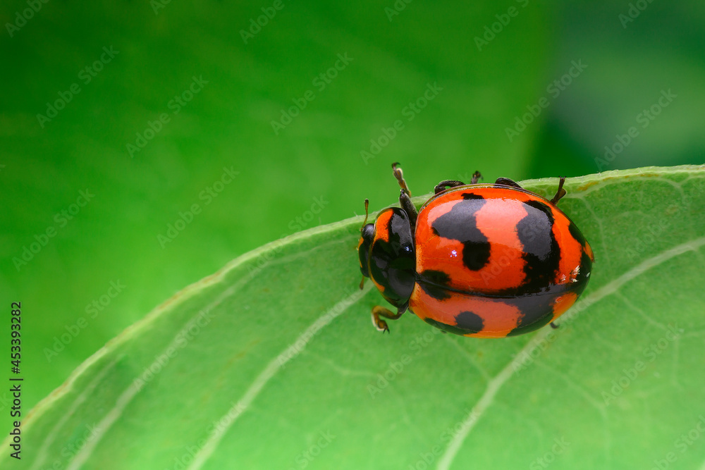 Fototapeta premium ladybird on a leaf
