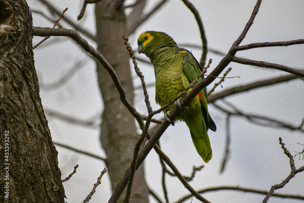 turquoise-fronted amazon (Amazona aestiva) in the wild turquoise-fronted amazon (Amazona aestiva) in the wild