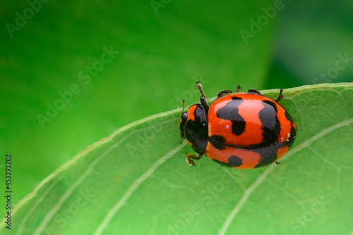 ladybird on a leaf