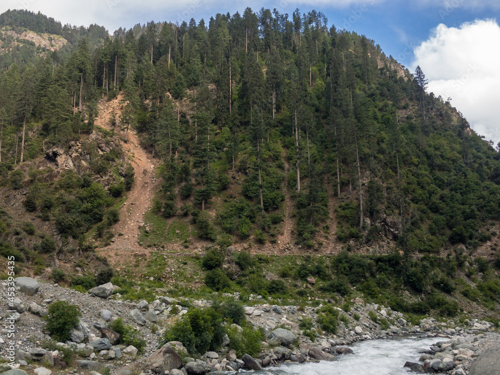 Cedar forest in Kalam Swat Pakistan