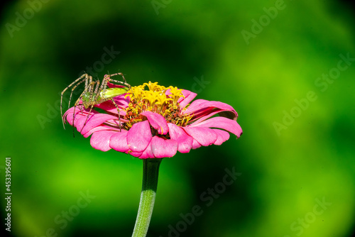 Green Lynx 
Spider
