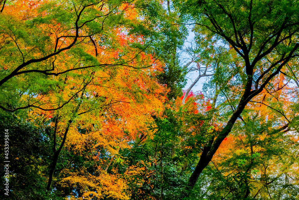 箕面の紅葉
箕面の紅葉