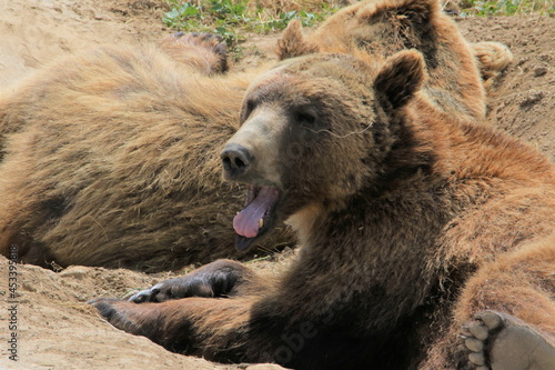Young bear yawning with another bear sleeping behind it