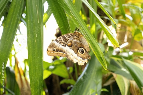Blue, Brown, Black  & Cream Owl Butterfly photo