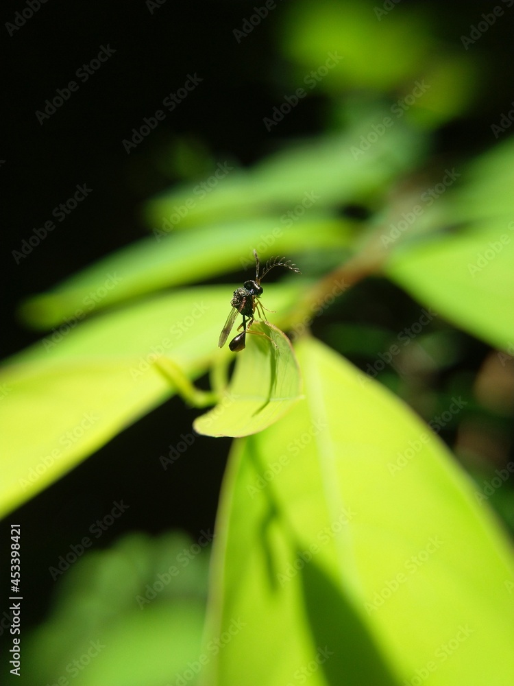 A beautiful fly on a shiny leaf A beautiful fly on a shiny leaf