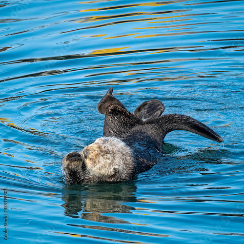 Southern sea otters enjoying life on the Central California Coast