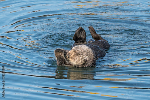 Southern sea otters enjoying life on the Central California Coast