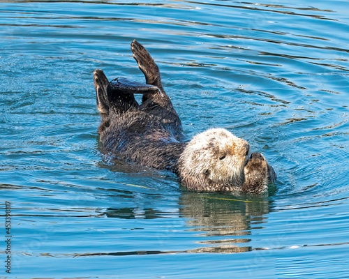 Southern sea otters enjoying life on the Central California Coast