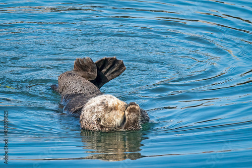 Southern sea otters enjoying life on the Central California Coast