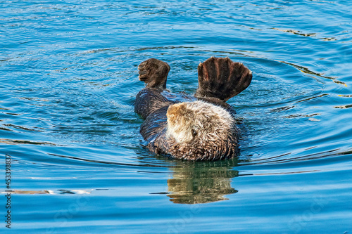 Southern sea otters enjoying life on the Central California Coast